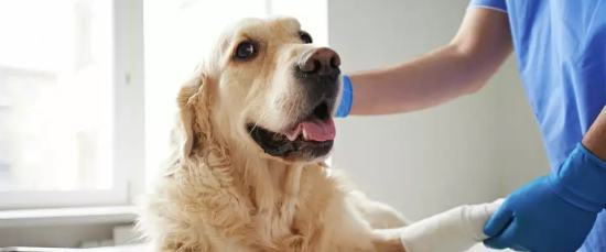 pet insuranc-img pet insuranc